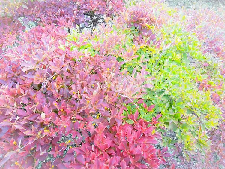 赤と緑のリーフ 自然,野生,屋外での写真素材