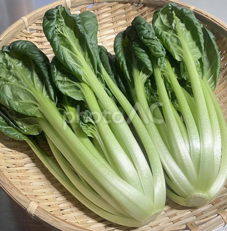 野菜シリーズ　タアサイ ターサイ,搨菜,葉物野菜の写真素材