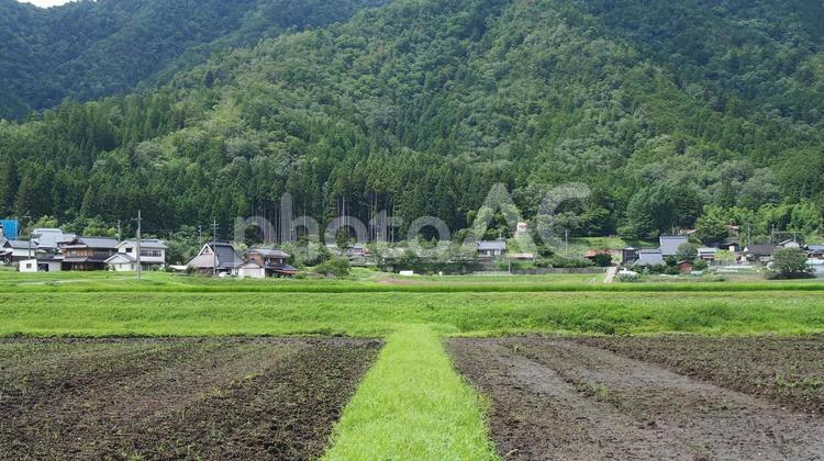 田んぼの畦道 米,山,山あいの写真素材
