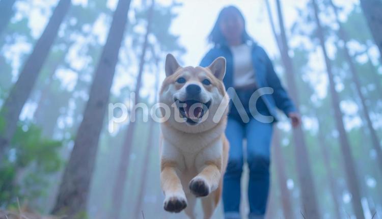 清々しい空気の森を笑顔で走る犬と飼い主 犬,飼い主,走るの写真素材