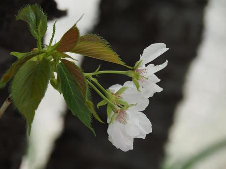 桜の花 桜の花の写真
