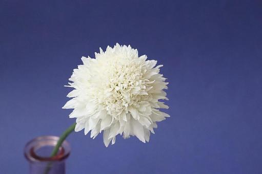 花瓶に生けたスカビオサの花 花瓶に生けたスカビオサの花 スカビオサ,花,植物の写真素材