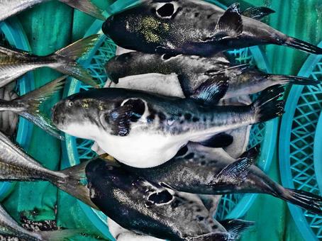 カラス カラス ガトラ,フグ,魚屋の写真素材