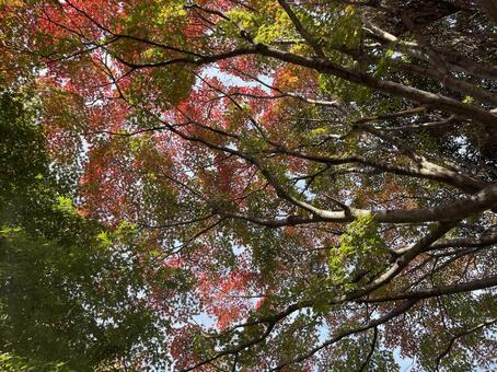 紅葉山公園11月：モミジの紅葉 2025 紅葉,モミジ,樹木の写真素材