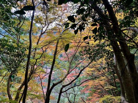 山の紅葉 1 山の紅葉 1の写真