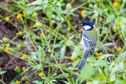 シジュウカラ(124)の写真
