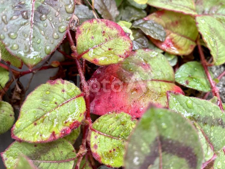 雨に濡れた赤と緑の葉っぱ 葉っぱ,雨,露の写真素材
