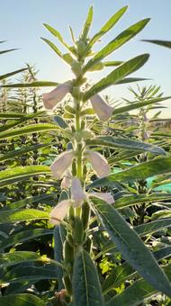 朝日のゴマの花シルエット 田舎の畑 朝日のゴマの花シルエット 田舎の畑 花,ゴマ,胡麻の写真素材