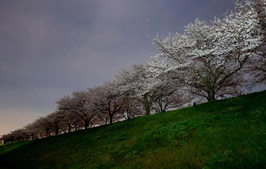 夜に咲く桜の並木道 夜に咲く桜の並木道 桜,夜,夜桜の写真素材