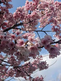 桜 桜の写真