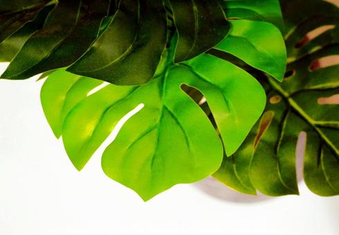 緑の葉と植物のクローズアップイメージ画像 緑の葉と植物のクローズアップイメージ画像 新緑,リラックス,リーフの写真素材