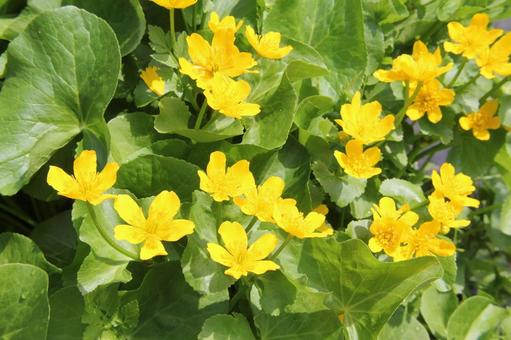 リュウキンカ・立金花　咲く風景 山野草,湿原,可愛いの写真素材