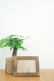 写真立てと観葉植物 写真立てと観葉植物の写真