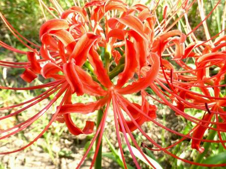 空き地に自生するヒガンバナのアップ 空き地に自生するヒガンバナのアップ ヒガンバナ,花,植物の写真素材