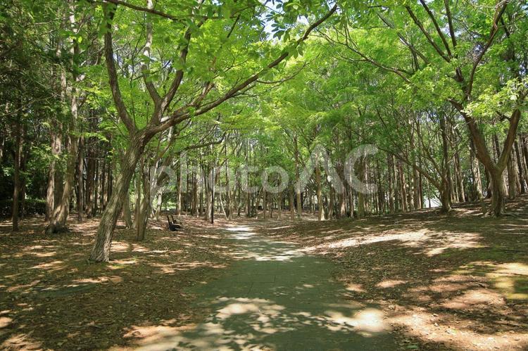 江戸川区の葛西臨海公園の遊歩道 葛西臨海公園,新緑,雑木林の写真素材