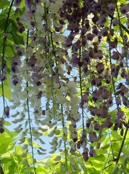 Wisteria flower collaboration (purple and white), JPG Wisteria flower collaboration (purple and white), JPG