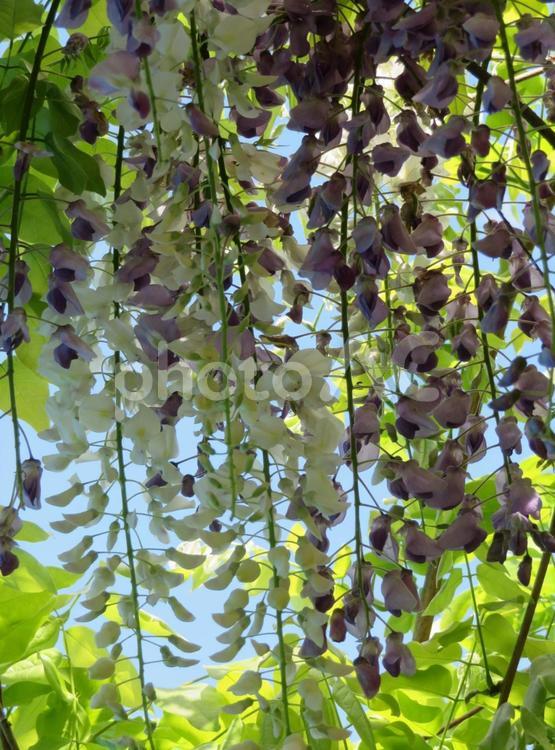 藤の花のコラボ(紫・白) 藤,花,枝垂れの写真素材