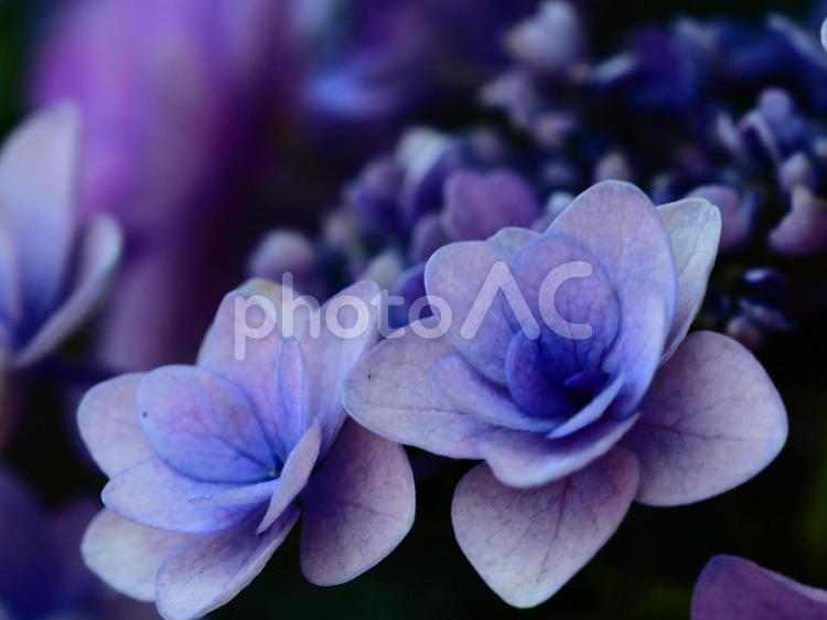 額紫陽花　ガクアジサイ　紫系 春,野草,自然の写真素材