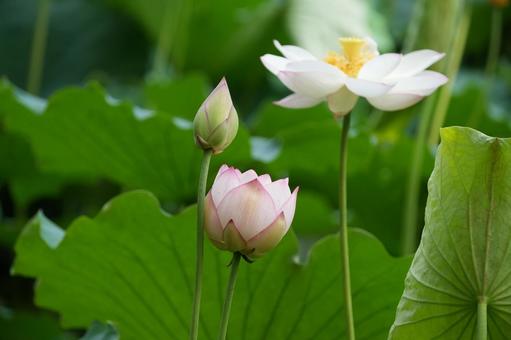 ハス（蓮）の写真