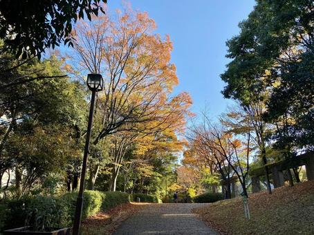 多摩市の秋の公園 多摩市の秋の公園の写真