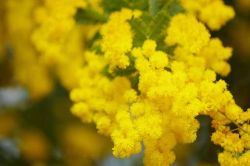 Yellow Flower, JPG