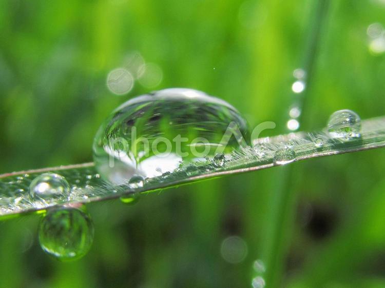 水滴と緑の葉と朝の光 水滴,すいてき,waterの写真素材