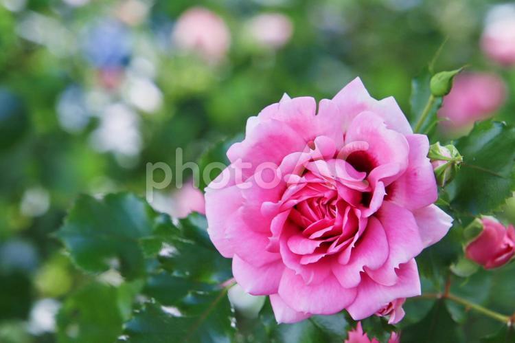 満開の花畑のイメージ バラ,薔薇,ローズの写真素材