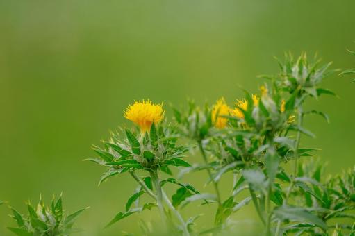 Photo, early summer, flower, safflower, 