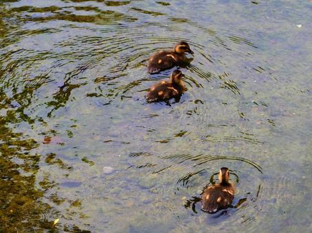 小石川後楽園 すいすい泳ぐカルガモのヒナ 小石川後楽園 すいすい泳ぐカルガモのヒナの写真