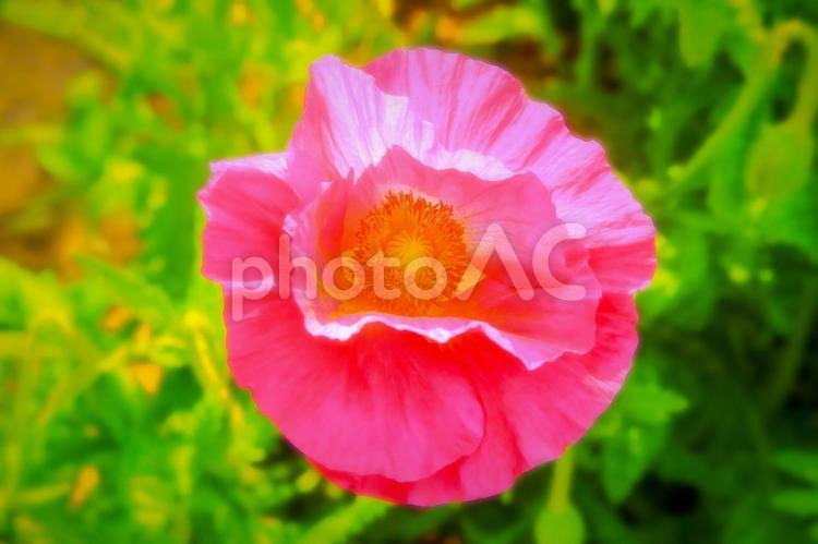 美しいピンクのシャーレーポピー 植物,花,花びらの写真素材
