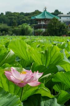 lotus, JPG