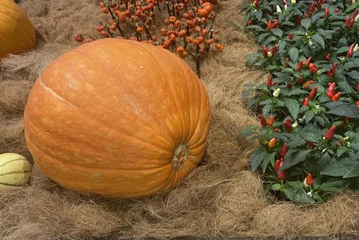 ハロウィンカボチャ ハロウィンパンプキン ハロウィンカボチャ ハロウィンパンプキンの写真