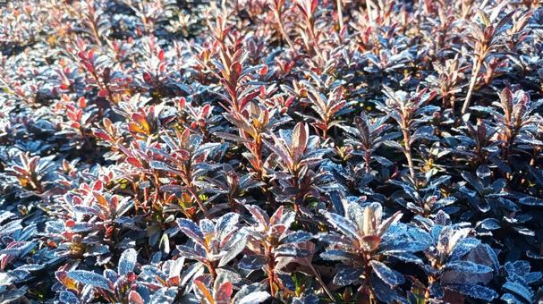 Photo, azalea, frost, leaf, 