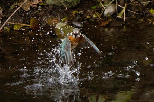 狩りをするカワセミ 鳥,野鳥,カワセミの写真素材