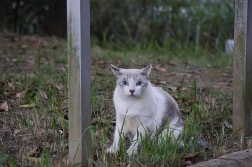 公園ネコ 沖縄県 那覇市 公園ネコ 沖縄県 那覇市 ネコ,ねこ,動物の写真素材
