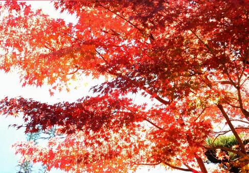 【紅葉写真】美しい紅葉風景 モミジ,紅葉,晩秋の写真素材
