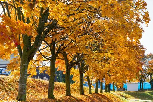 紅葉 紅葉,もみじ,秋の写真素材