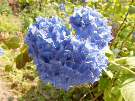 [Flower photo] Hydrangea flower, JPG