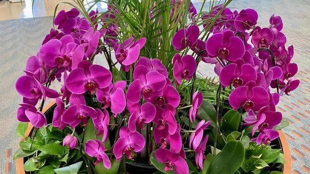 高貴な紫色の胡蝶蘭 高貴な紫色の胡蝶蘭 胡蝶蘭,花,紫の写真素材