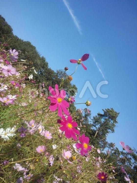 秋桜と飛行機雲 コスモス,秋桜,花の写真素材