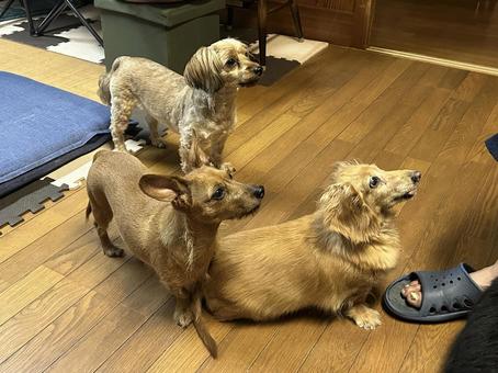 親子三代 犬,動物,ミニチュアダックスフンドの写真素材