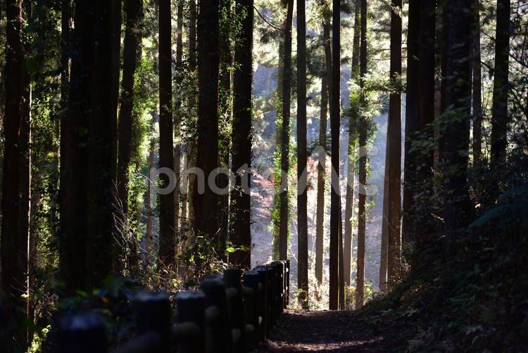 光の差す森林 森,林,森林の写真素材