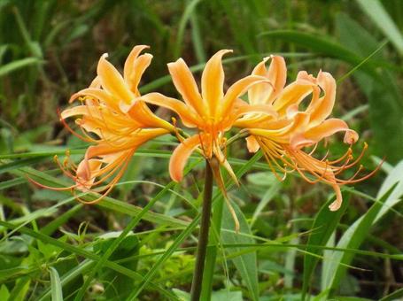 [Photo of cluster amaryllis] Scenery of cluster amaryllis blooming, JPG