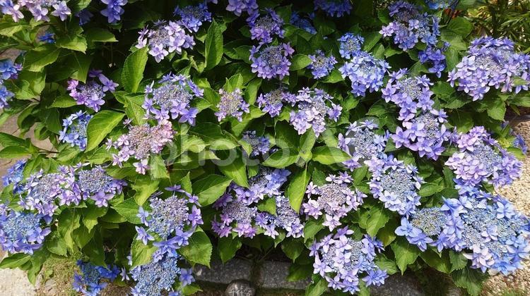 三重県志摩市大慈寺の満開の紫陽花 紫陽花,満開,梅雨の写真素材