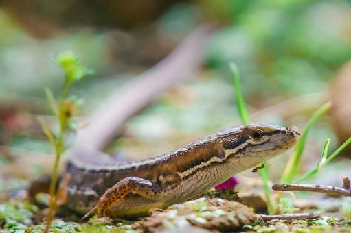 かなへび かなへび カナヘビ,かなへび,生き物の写真素材