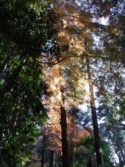 Photo, wood, trees, woods, 