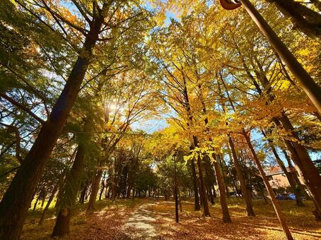 朝の木漏れ日と美しいイチョウの木々 イチョウ,青空,空の写真素材