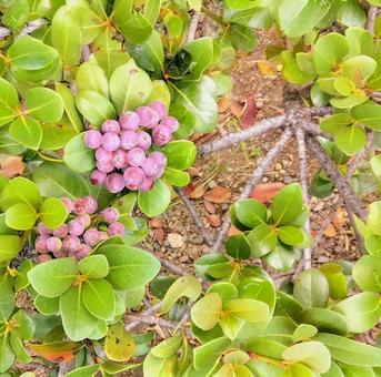 シャリンバイの実 シャリンバイ,実,素材の写真素材