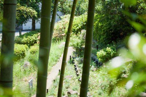 竹林の小径 竹林の小径の写真