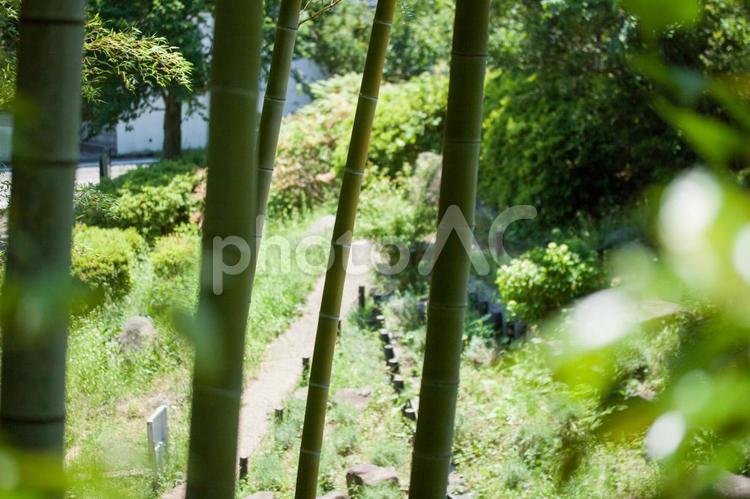 竹林の小径 竹,林,小道の写真素材